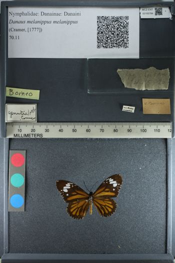 Media type: image;   Entomology 165784